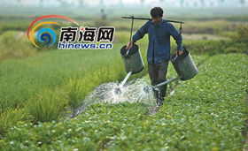 走近海口郊區菜農 夫妻用菜筐挑起一個家，新鮮水果零售