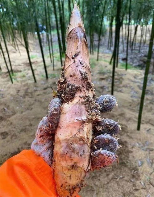 杭州臨安優質應急蔬菜包上線，零售平臺助力滯銷農產品與新鮮水果銷售