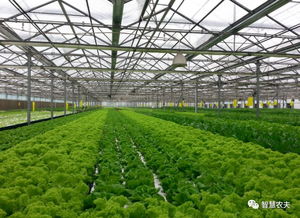 蔬菜無人種植工廠來了 從種植到采收全程自動化，農民會失業嗎？